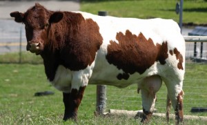 cow-730x441