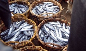 fishery-contributes-3-10-percent-to-gross-domestic-product-gdp-300x178