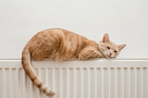 cat sleeping radiator.jpg-for-web