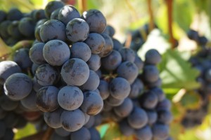 grapes-908757_1920