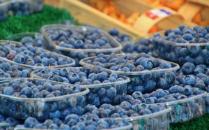blueberries-849251_1920