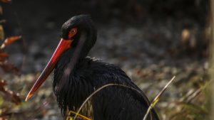black-stork-1660338_960_720